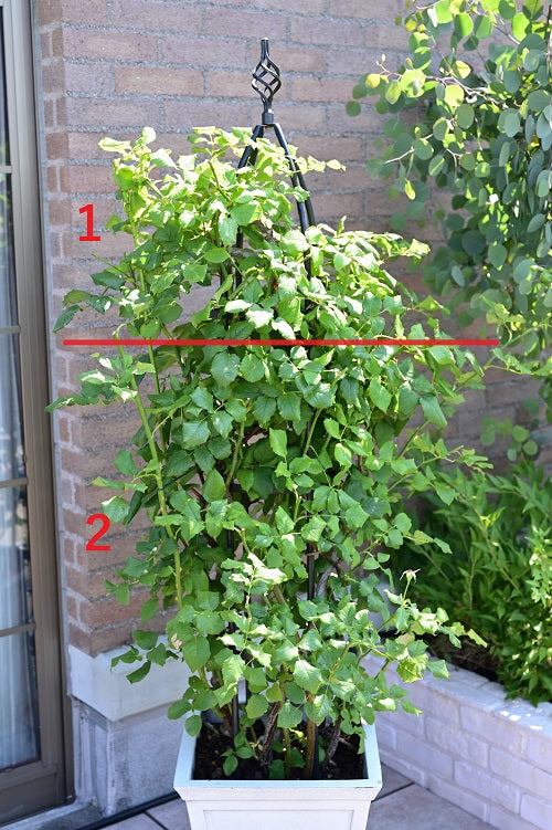 オベリスク仕立て 花後の剪定 はなはなショップブログ